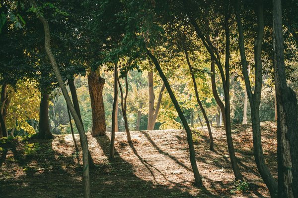 Boostez Votre Bien-être Professionnel avec la Sophrologie : Essentielle et Impactante au Travail